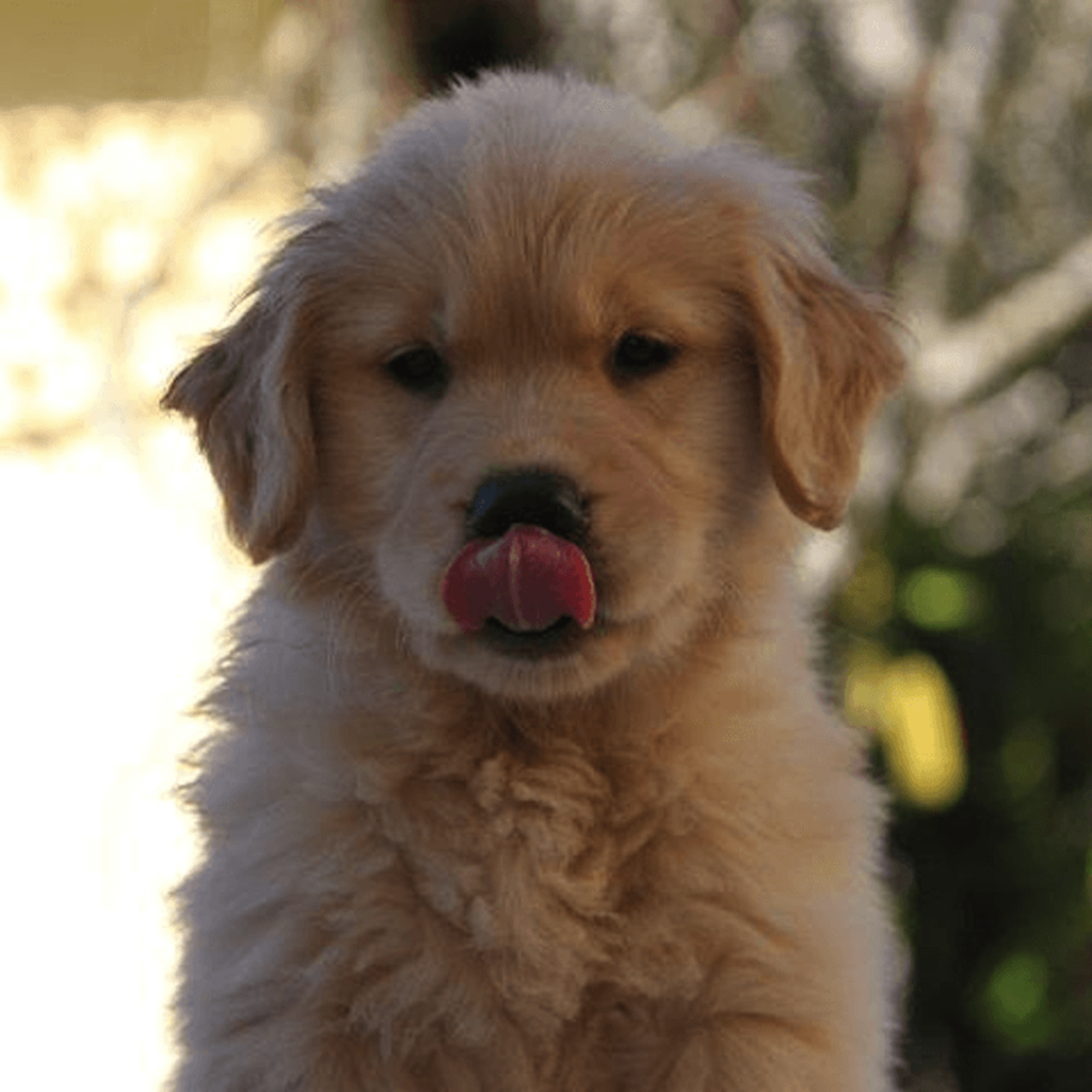 Filhote de Golden Retriever com língua para fora